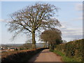 Trees, on Sidmouth Road