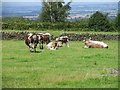 SK4614 : Long horn cattle on Warren Hills by Andrew Tatlow