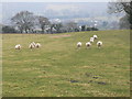 SH8062 : Sheep on a hillside above Llanrwst by Eirian Evans