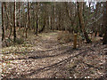 Woodland Footpath