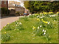 Dorchester: daffodils on Icen Way