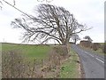 NZ0776 : Wayside tree by Oliver Dixon