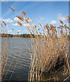 TM3899 : Reeds on the edge of Hardley Flood by Evelyn Simak