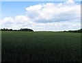 A field of wheat by Morkery Lane