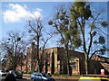 Lime trees, Warwick Road