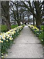 Daffodil-lined path