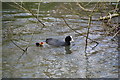 Coot with young