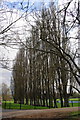 A stand of poplars