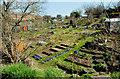 The Annadale allotments, Belfast