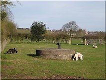 SP3065 : Lambs by a sewer vent by Robin Stott