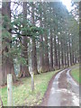 Tree-lined avenue leading to Cyffdy