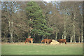 Cattle, Kinclaven