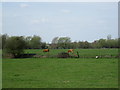 Farmland view from Dorney Common