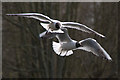 Black-headed Gulls (Chroicocephalus ridibundus), Davie Park, Rattray