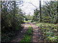 Track through Linton Wood