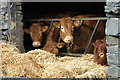 Cattle at Seathwaite Farm