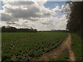 Bridleway beside Park Wood