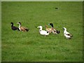 C1218 : Ducks, Cottian by Kenneth  Allen