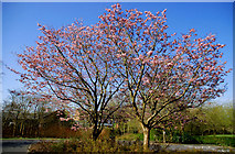 J3875 : Spring cherries, Belmont Park, Belfast (2) by Albert Bridge