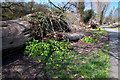 Fallen tree and celandines beside the Taff - Llandaff North