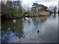 Lake, Oakmere Park, Potters Bar, Hertfordshire