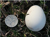 NJ4517 : An Egg on the Path by Anne Burgess
