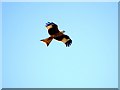 Red Kite