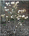 Magnolia starts to flower at Tinsley Green