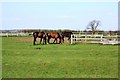 Horses grazing on footpath at Newton Bewley