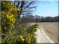 Gorse in Bloom near Rusper