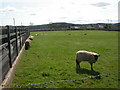 Madley, sheep