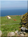 Cow and calf - Treen