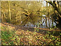 Remains of a pond in Picmoor Wood