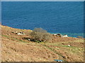 Ruins, tree and sheep at North Fearns