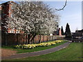 Blossom and daffodils, Priory Road