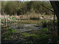 Pond, Rydens Hill