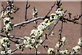 Blossom in a tree near Marlow Garden Centre