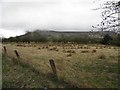 Derryware Townland