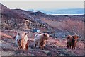 Some of the locals at Kilchoan