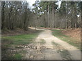 TQ7331 : Bridleway and track junction in Bedgebury Forest by David Anstiss