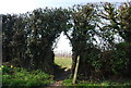 High Weald Landscape Trail going through a hedge, Lewes Heath