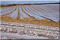 Neatly Covered Maize Seedlings