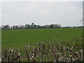 Hilltop near Sytches Farm