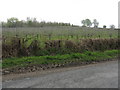 Fruit bushes, Lower Bearwood