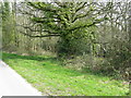 Footpath branching off Nursery Lane south of Fairwarp