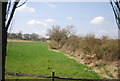 Hedge off The Vanguard Way, Stonery Farm