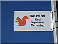 Red Squirrels Crossing, Darras Road