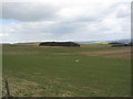 Grazing grounds at Borthwickshiels