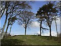 NO4120 : Hilltop trees by James Allan