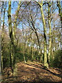 Bledlow Great Wood at Chinnor Hill